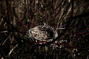 empty nest